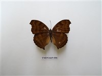 藏品(黯眼蛺蝶)的圖片